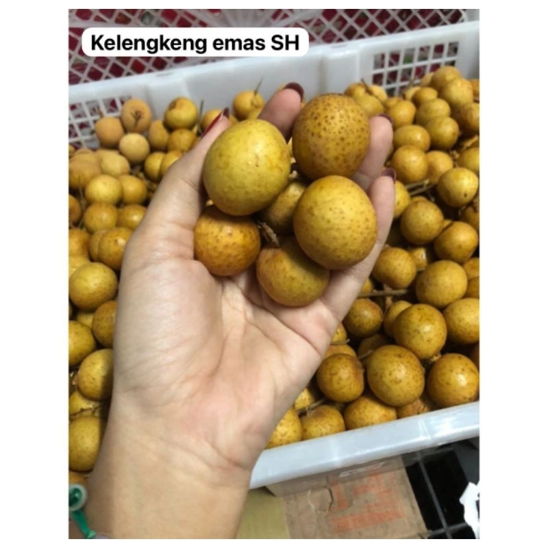 

kelengkeng emas SH/kg