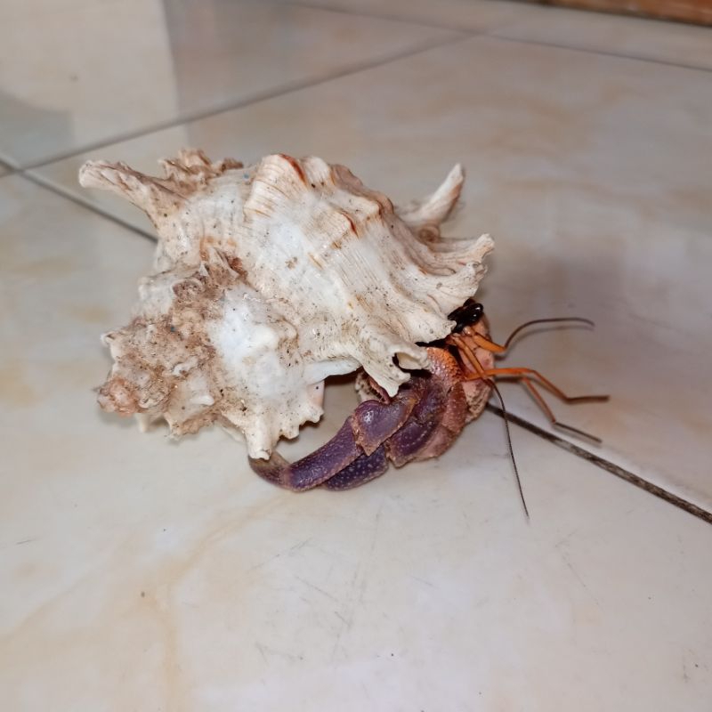 Mainan Koleksi Keong Kelomang C Brevimanus Purple XL Jumbo