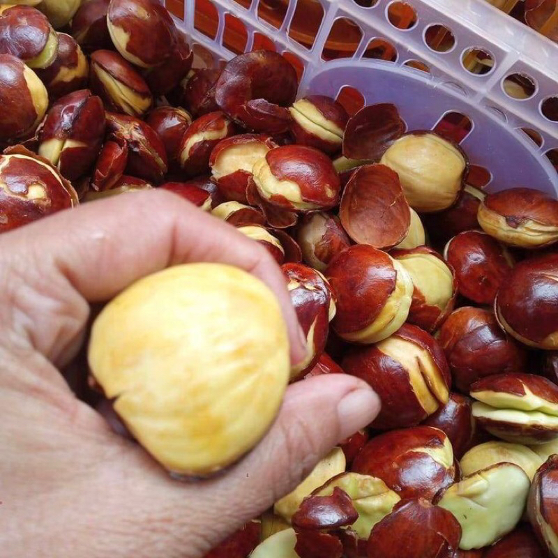 

Jengkol tua mentah super Fresh| 250-1kg