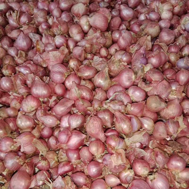 

bawang merah probolinggo 500 gram