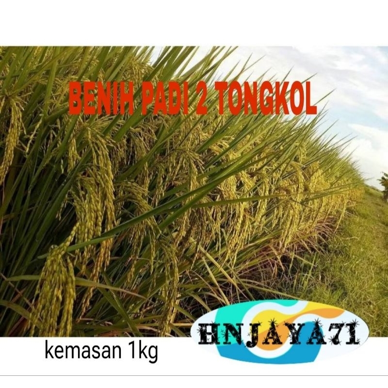Benih Padi 2 Tongkol Kemasan 1kg