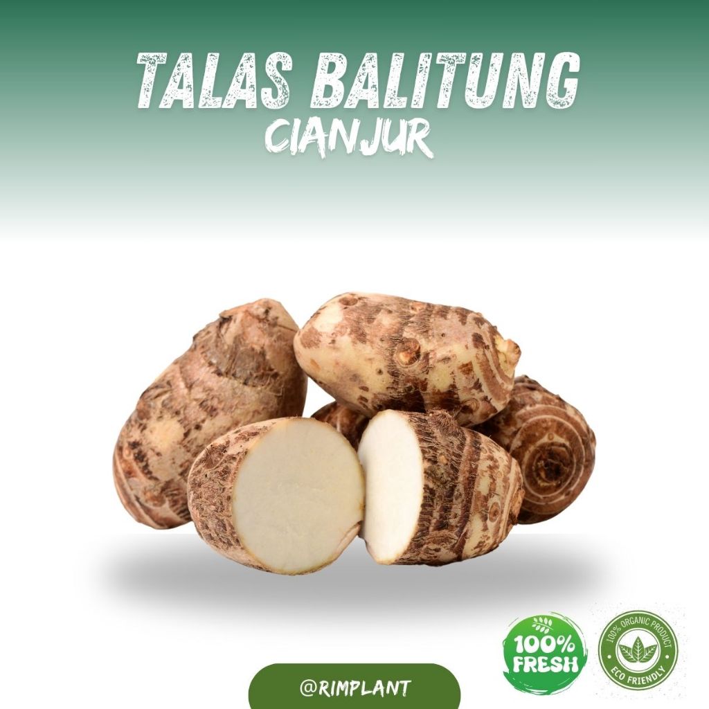 

Talas Belitung / Kimpul Fresh langsung dari kebun Tales Kimpul