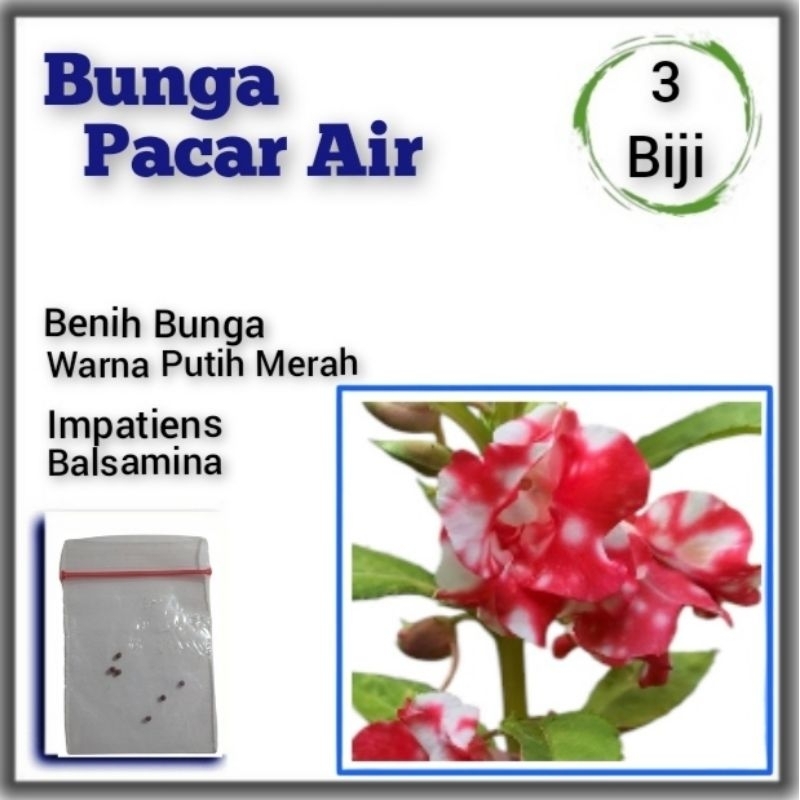 Benih Bunga Pacar Air Tumpuk Gradasi Merah Balsamina Two Colour