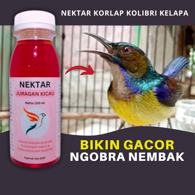 Nektar Korlap Kolibri Kelapa Manggar Juragan Kicau Pakan Penggacor Harian Dosis Tinggi Biar Gacor