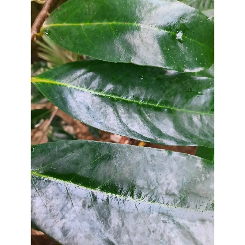 

Daun Segar Sirzak