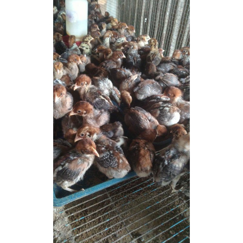 

Ayam arab 2 Minggu - arab 2 mingguan - ayam kampung arab