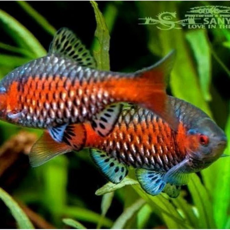 ikan Odessa Barb hiasan aquascape aquarium tankmate warna bagus odesa unik jarang ada