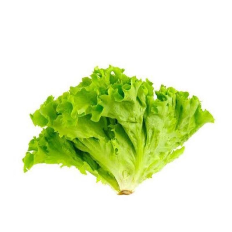 

selada keriting fresh