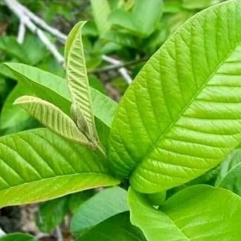 

Daun Jambu Biji Merah / Guava 50 lembar helai daun