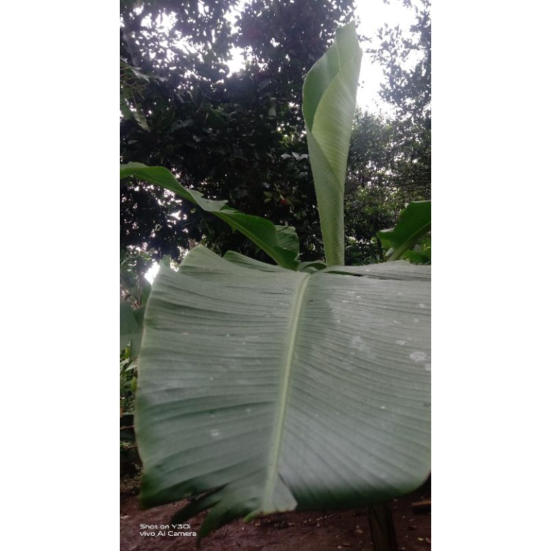 

Daun pisang segar