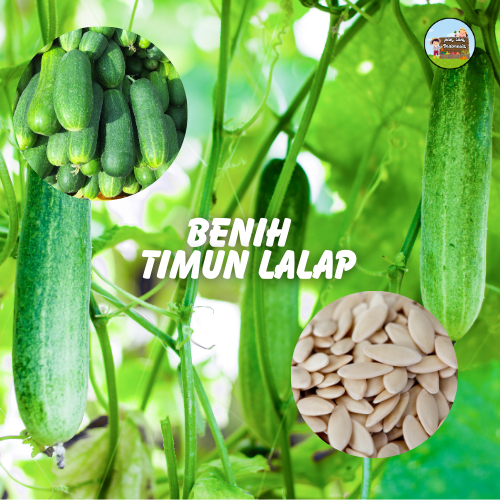 BENIH TIMUN - Aneka Bibit Sayur Sayuran Paket Lengkap Varian Unggulan Macam Macam Benih Sayuran Ruma