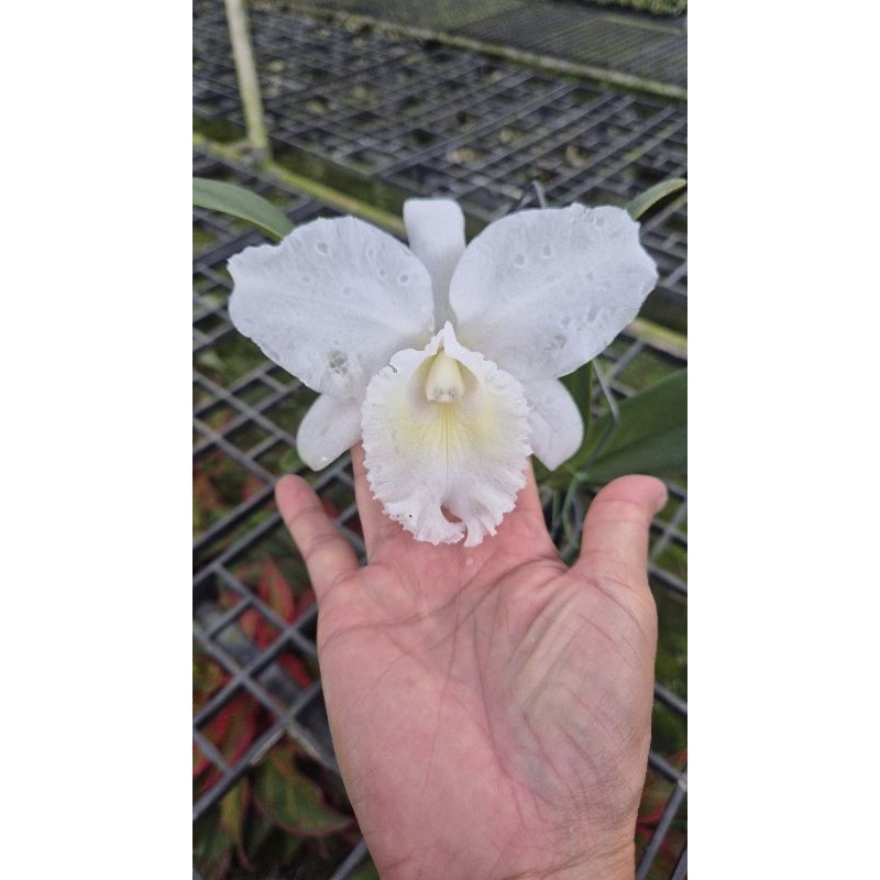 Anggrek Cattleya Jairak Bella