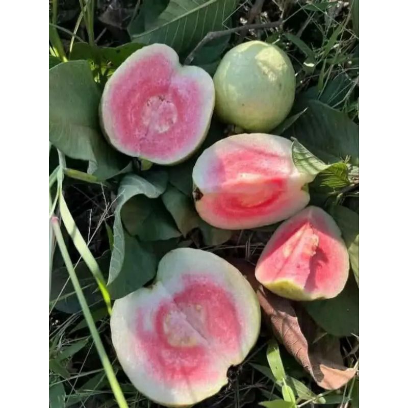 

Buah Jambu Kristal Merah/Red Diamond 1KG Jember.