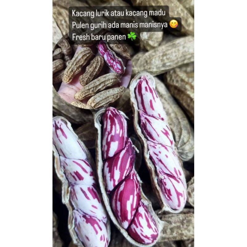 

Kacang BATIK | kacang madu batik | Kacang Lurik | kacang Tanah BATIK