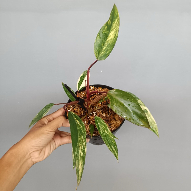 philodendron strawberry shake