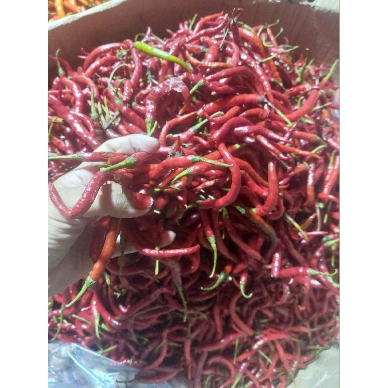 

Cabai Merah Keriting