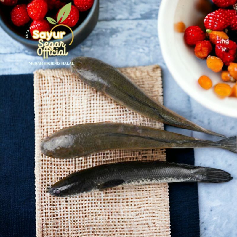 

Ikan Gabus Segar 1kg (sudah di bersihkan) - Kirim Instan