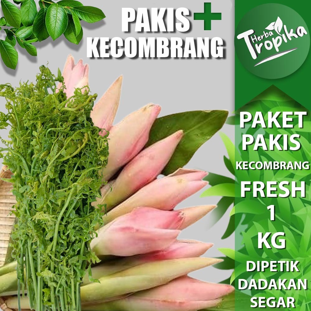 

1 kg Paket Sayuran Segar Pakis dan bunga kecombrang toko herba tropika