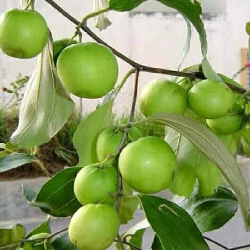 bibit buah apel futsa/india kondisi berbunga dan berbuah