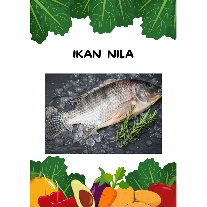 

IKAN NILA SEGAR