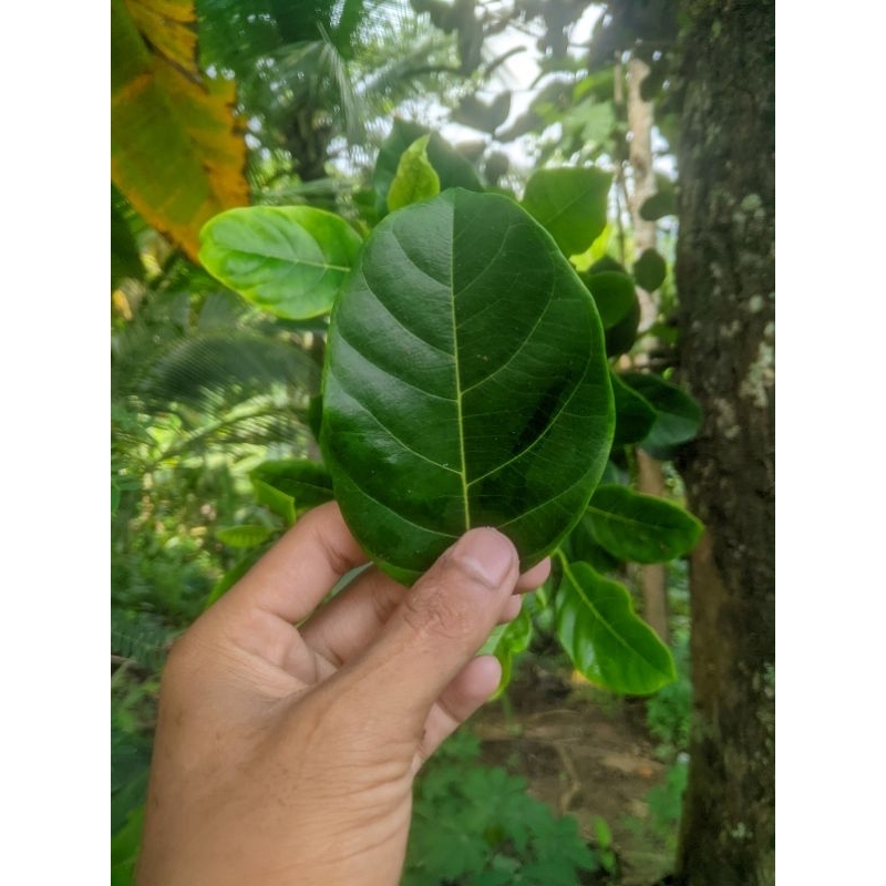 

Daun nangka segar 50 lembar