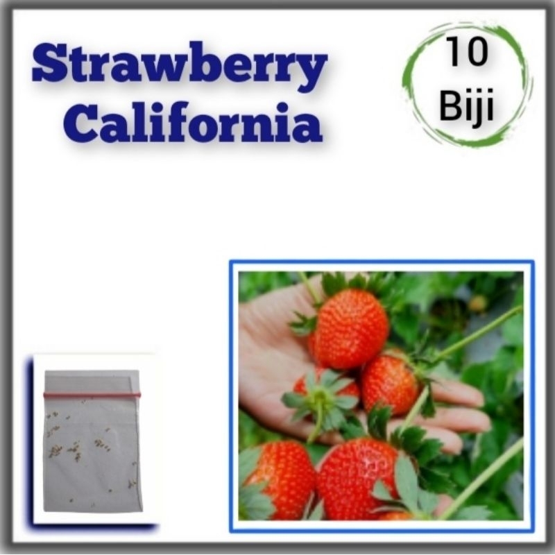 Benih Strawberry California Bibit Tanaman Buah Jumbo