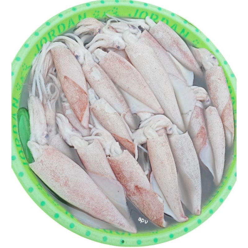 

cumi sotong segar fresh 1 kg