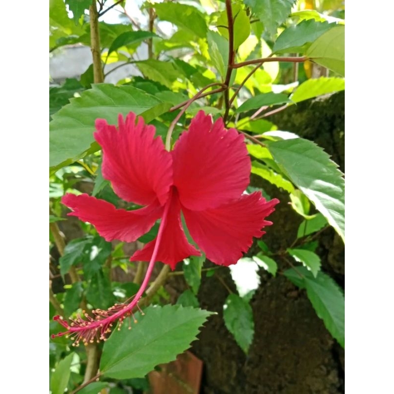 

daun bunga sepatu waribang 500gr dipetik daunnya aja