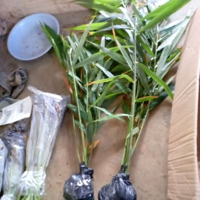 bibit jahe emprit siap tanam/ bibit jahe murah