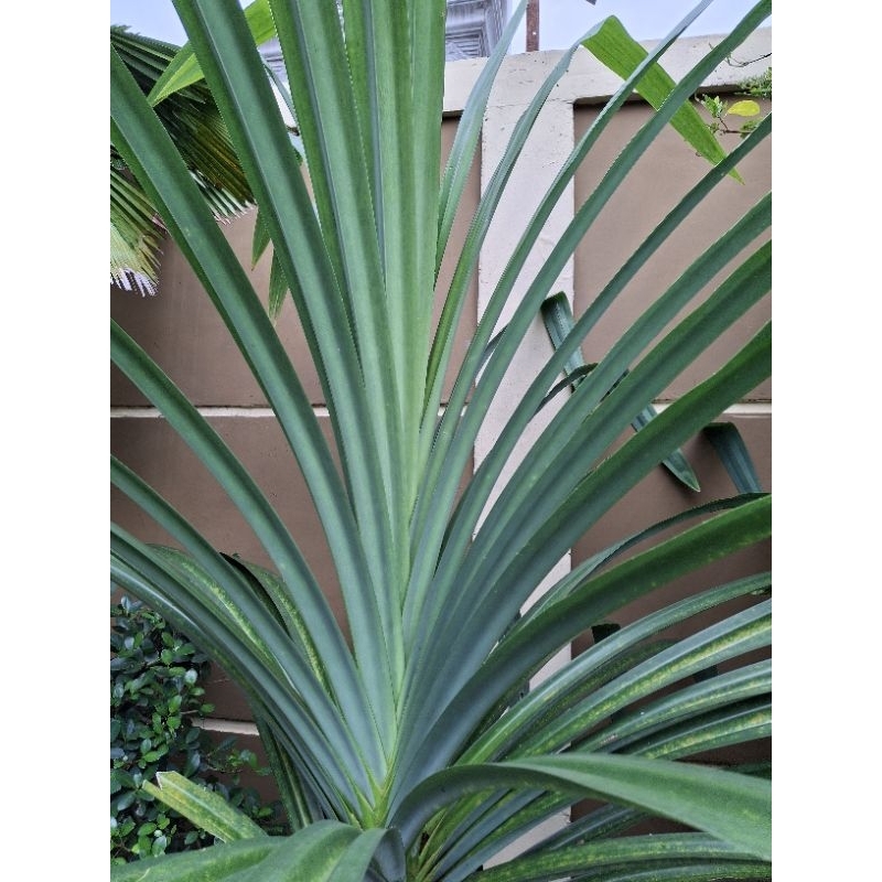 

Daun pandan wangi per pack