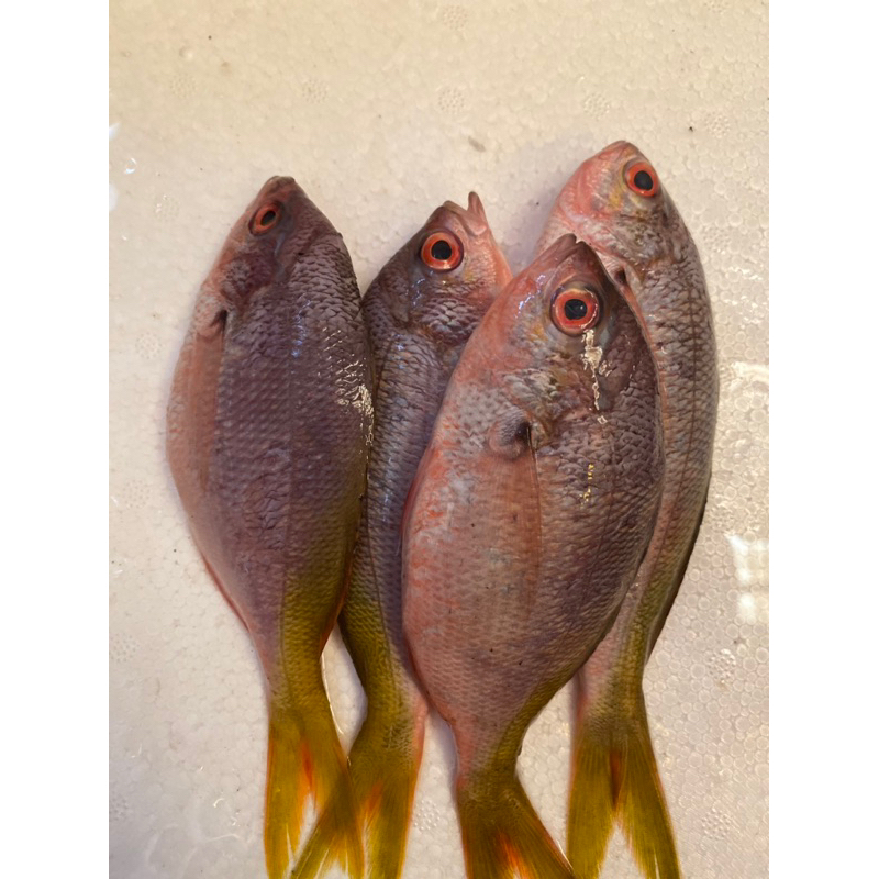 

ikan ekor kuning