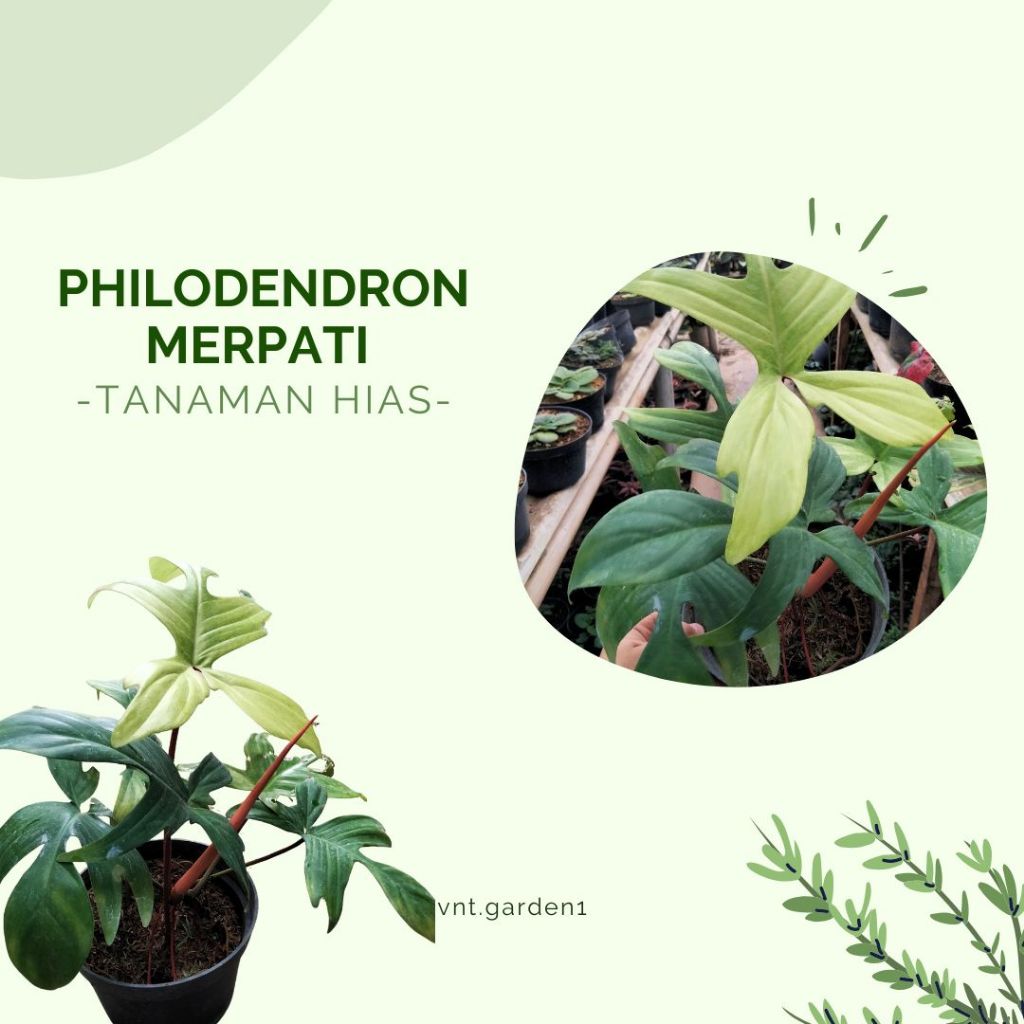 Tanaman Hias Philodendron Merpati Variegata | Philodendron Ghost Variegata