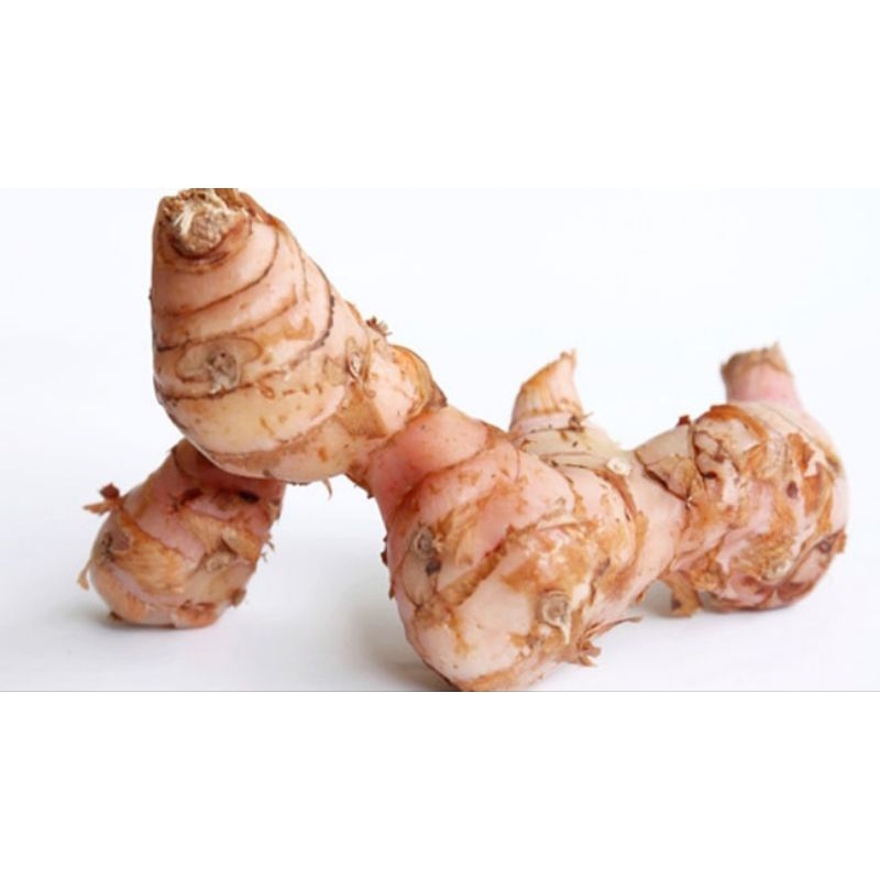 

lengkuas/laja putih pilihan Rp 1/2 kg