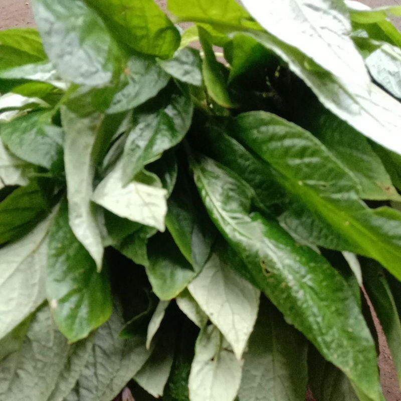 

Daun Rende Daun reundeu daun lalapan segar khas Sunda per 100gr