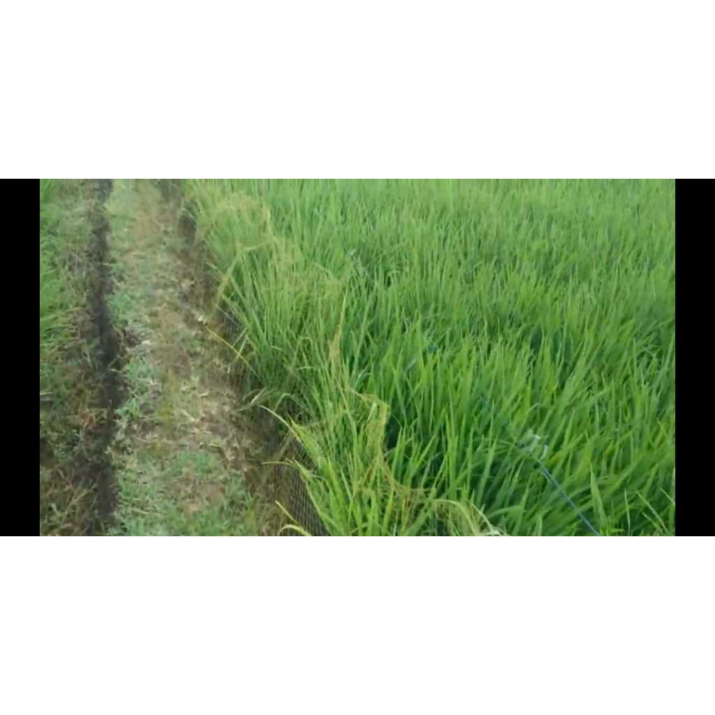 JARING NILON JERAT BURUNG PUYUH BEKER TIKUSAN SINTAR RUAK RUAK BAHAN NILON TIDAK MUDAH KUSUT