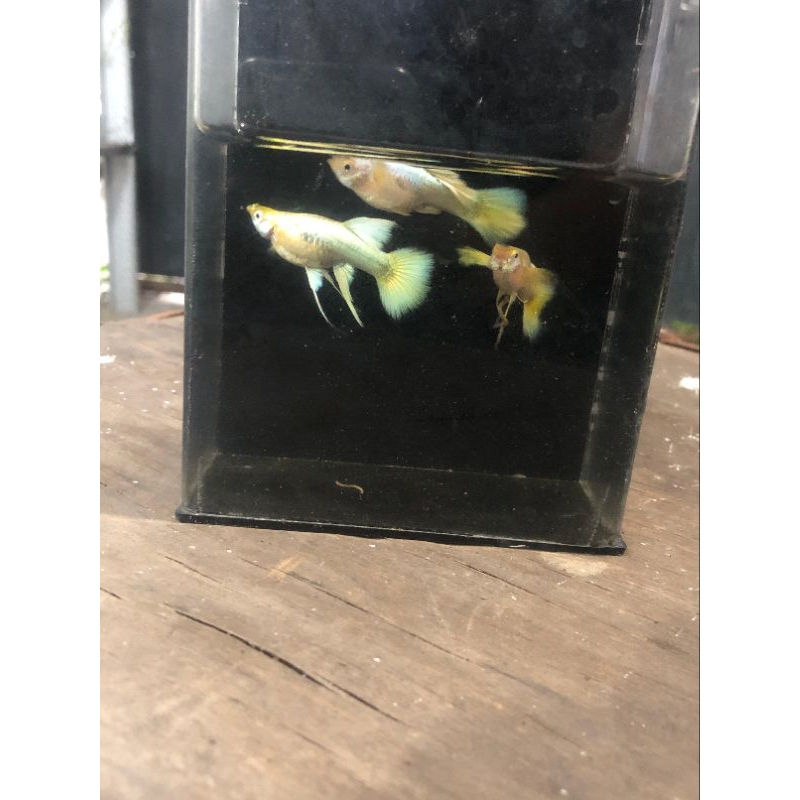 Hiasan Aquarium Guppy full gold ribon
