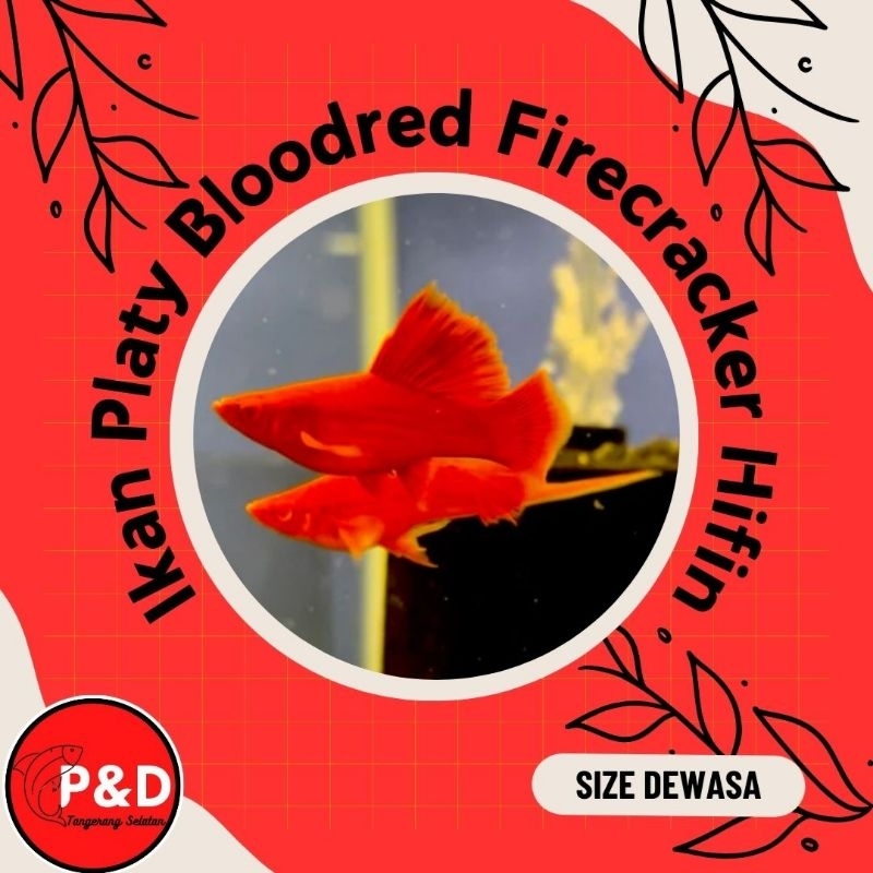 Ikan Platy Bloodred Firecracker | Ikan Pedang | Ikan Pedang Bloodred | Ikan Hias