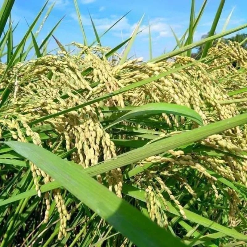 Padi Gogo darat bibit padi putih 500 grm