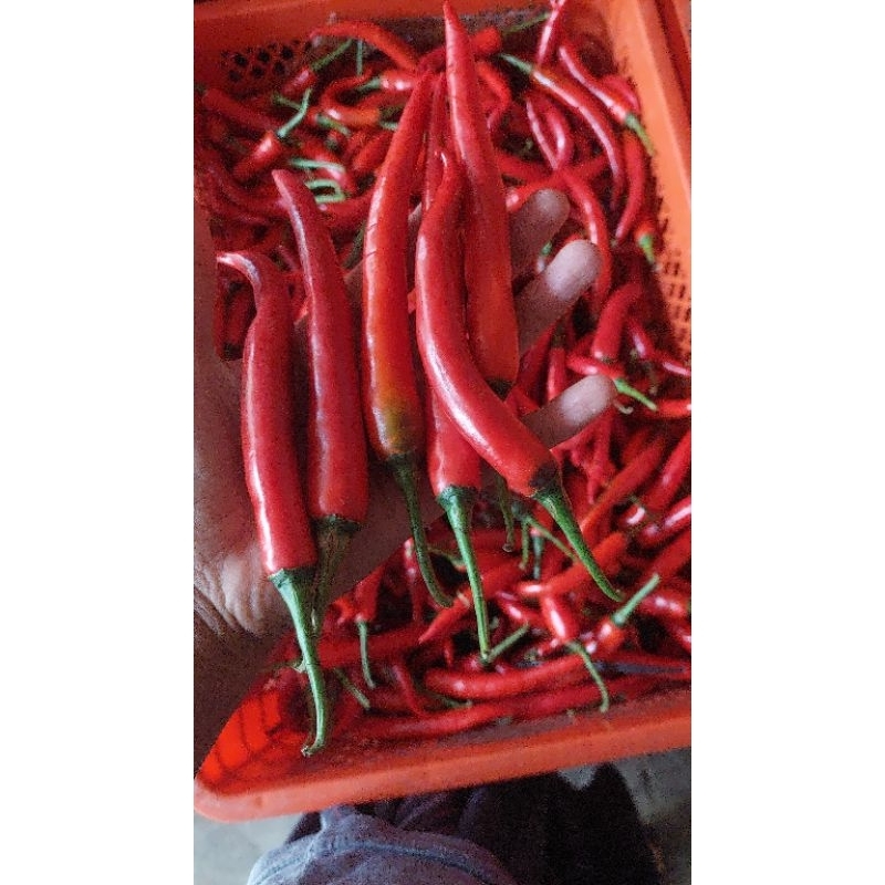 

cabai besar merah