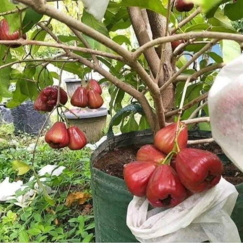 Bibit Jambu Air Cangkok Rimbun Bercabang