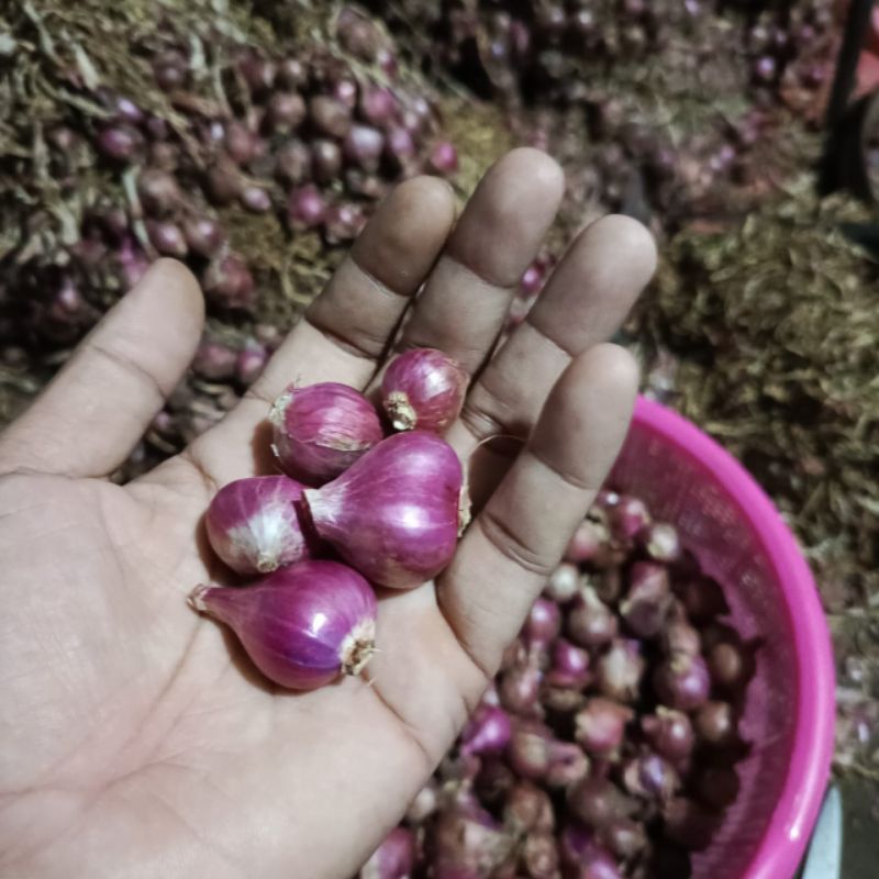 

BAWANG MERAH LOKAL. UKURAN CAMPUR. KUALITAS BAGUS PEDAS