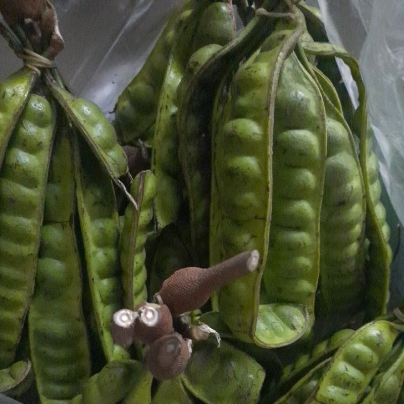 

pete ( sortir an ) 1 ikat - 10 papan