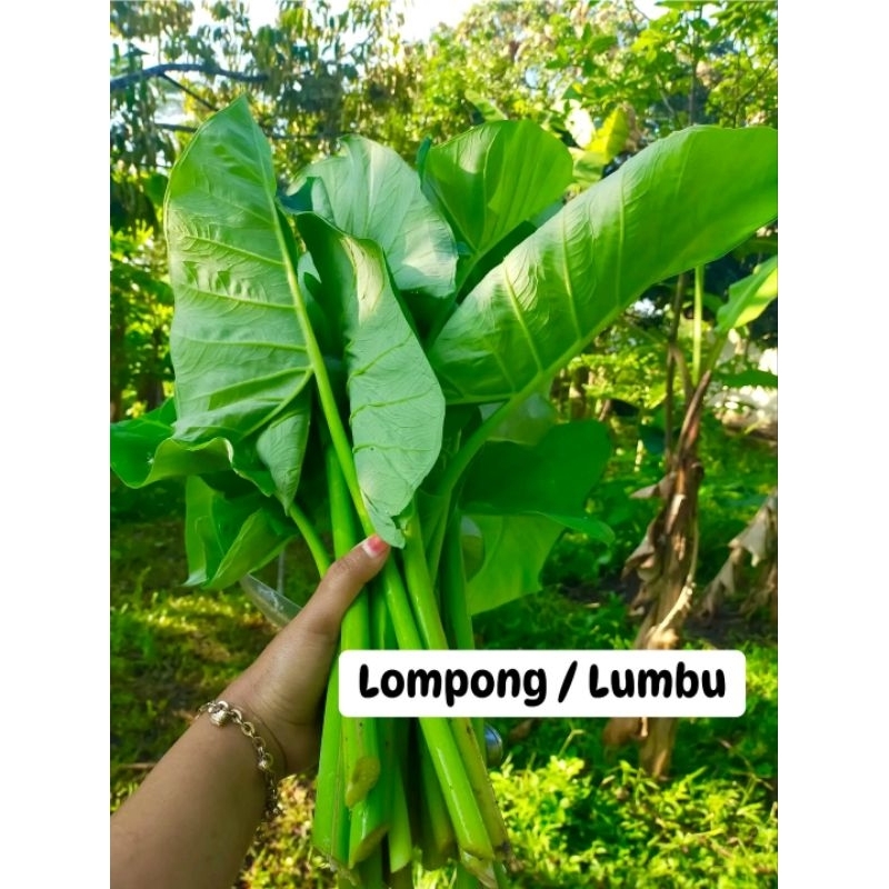 

daun talas sayur lompong lumbung 1kg