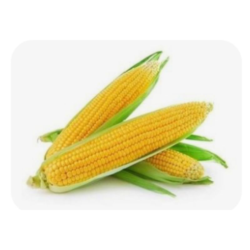 

Jagung Manis - 500gram