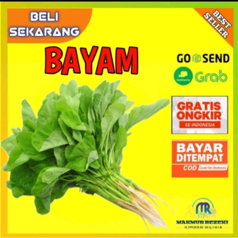 

Beli Sekarang Bayam 1 ikat