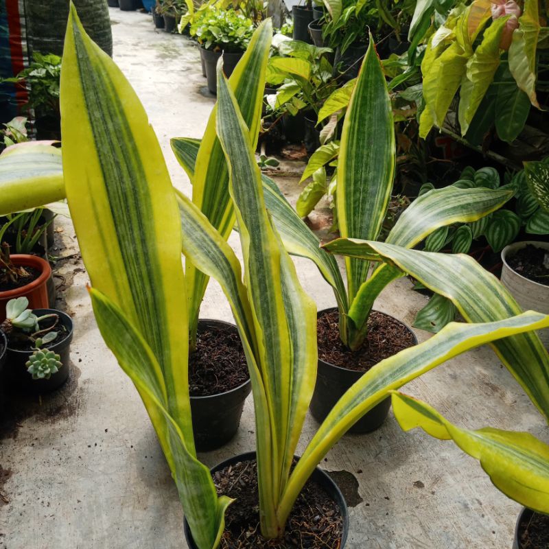 SANSEVIERIA SARAH HUFFMAN