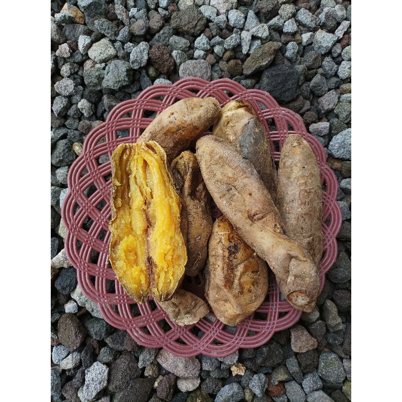 

Ubi Cilembu Oven 1Box