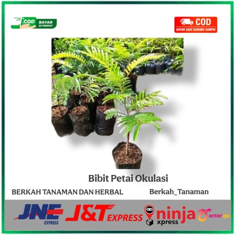 Bibit Petai Hibrida Okulasi Cepat Berbuah