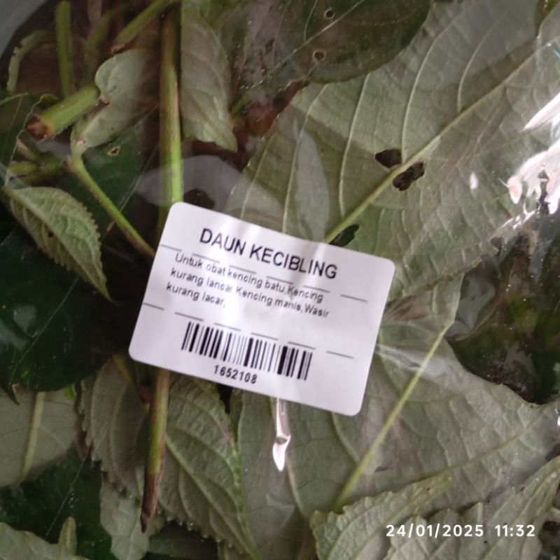

Daun Kecibeling Keci Beling/ Keji Beling Keji Beling Segar Fresh Denpasar Bali