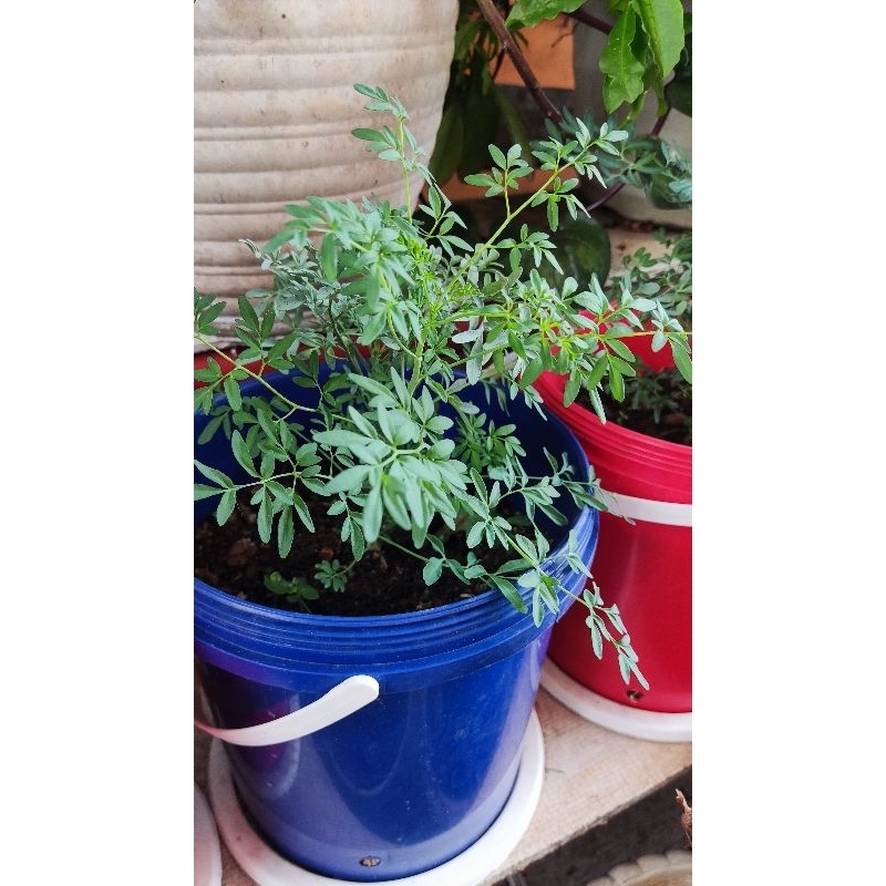 Daun Inggu / Bibit tanaman Inggu